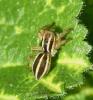 Phlegra bresnieri